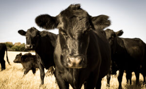 riviera-ranch-cattle